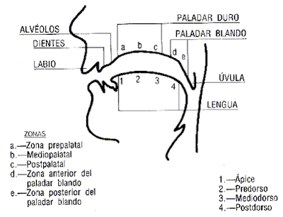 Fonema Inglés Palatal Interdental