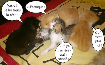 Chatons joueurs !