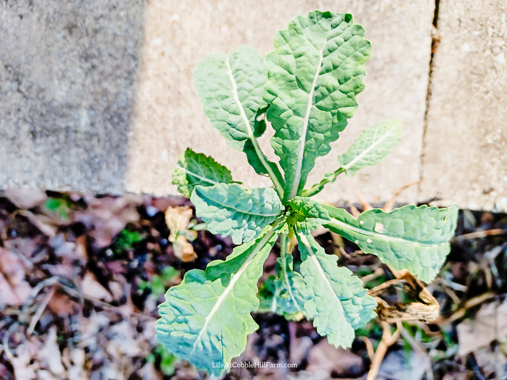 growing kale