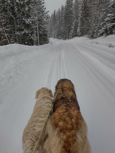 leonberger hvit gjeter hund golden retriever