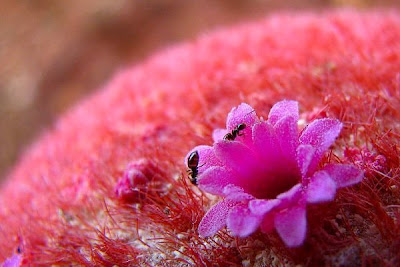 Beautiful pink cactus flower