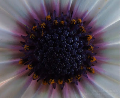 close up daisy flower purple center (centre) with stamen (macro shot)