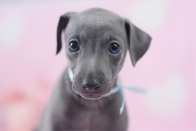 Italian Grehound puppy