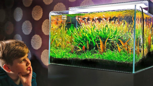 Kumpulan Gambar Desain Aquascape