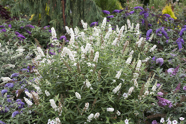 Buddleia 'Miss Pearl' from Proven Winners shrubs