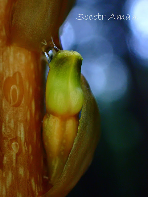 Gastrodia elata