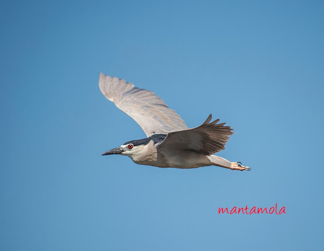 Black-Crowned Night Heron (Nycticorax nycticorax)