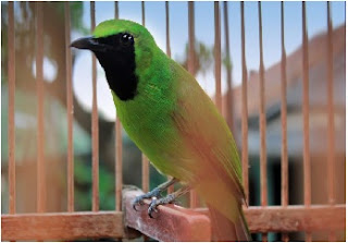 Cucak Ijo,burung cucak hijau,Tip Cara Menjinakkan Burung Cucak Hijau