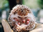 The hedgehog's dilemma, or sometimes the porcupine dilemma, is an analogy . (hedgehog)