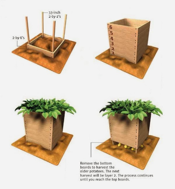 How to build and use a potato box - 101 Gardening