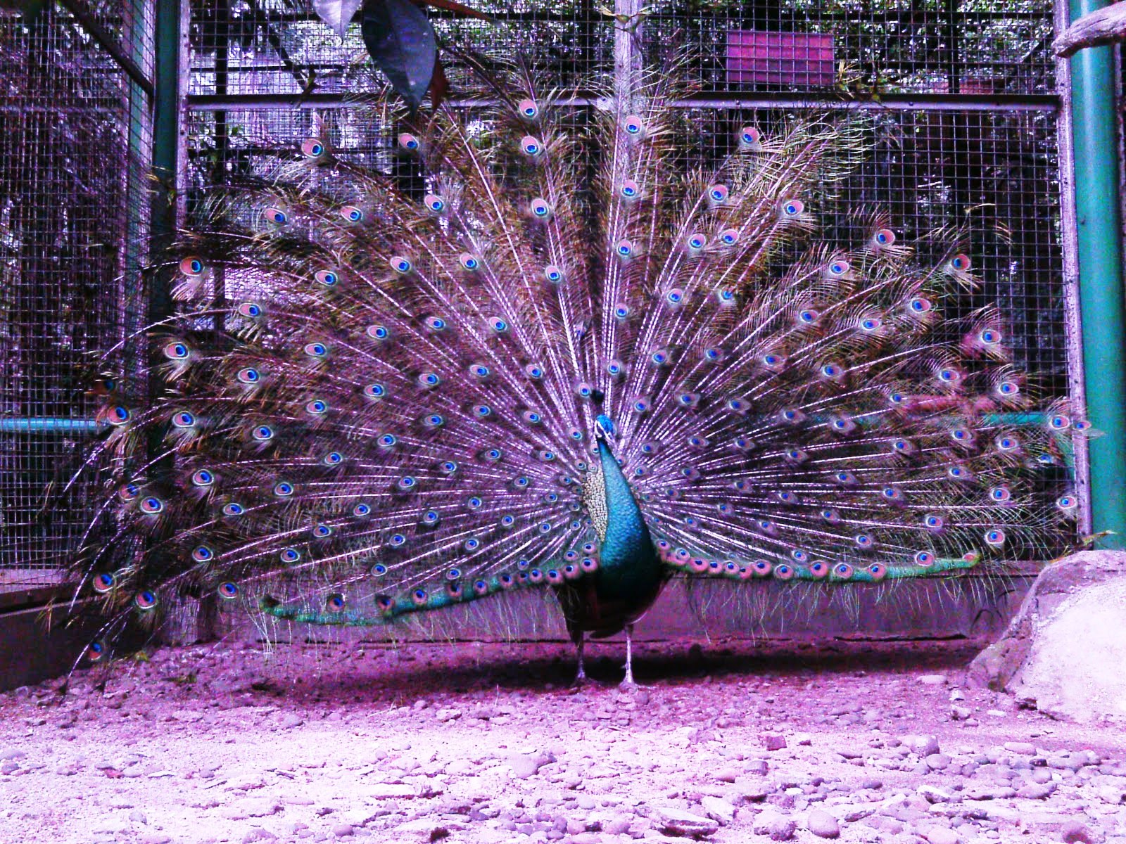 Kumpulan Gambar Burung Merak Cantik Terbaru GambarBinatangCom