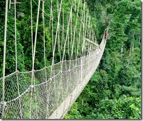 Walkway in rain forest