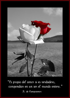 Propio del amor • Imagen con frase • Rosas