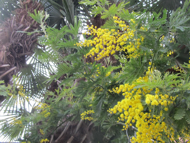 Acacia dealbata flowers