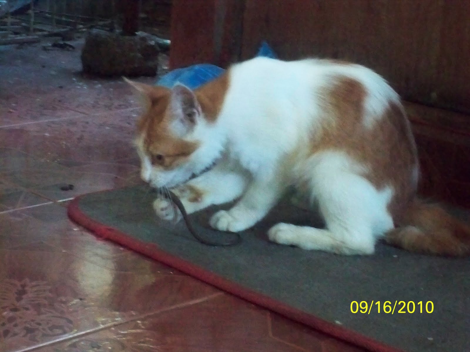 Relakstenangsimple Kucing Berjanggut
