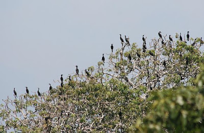 Pulau Burung