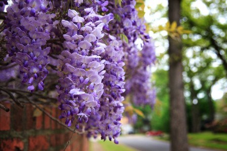 Grow Wisteria