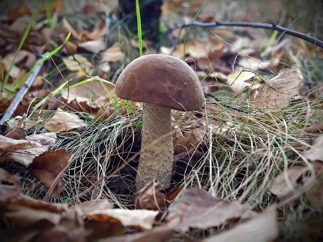 Mushroom Brown Birch Bolete Leccinum scabrum garden tree plant flower grow vegetable fruit seeds grass berry growing landscaping planting gardening perennial cultivation shrub