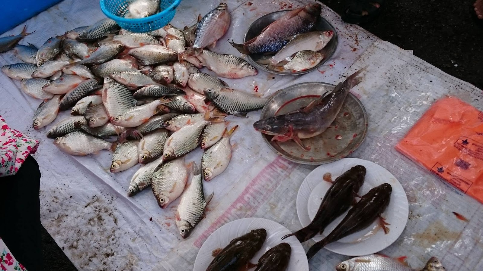 Resepi Gulai Ikan Sungai - copd blog g