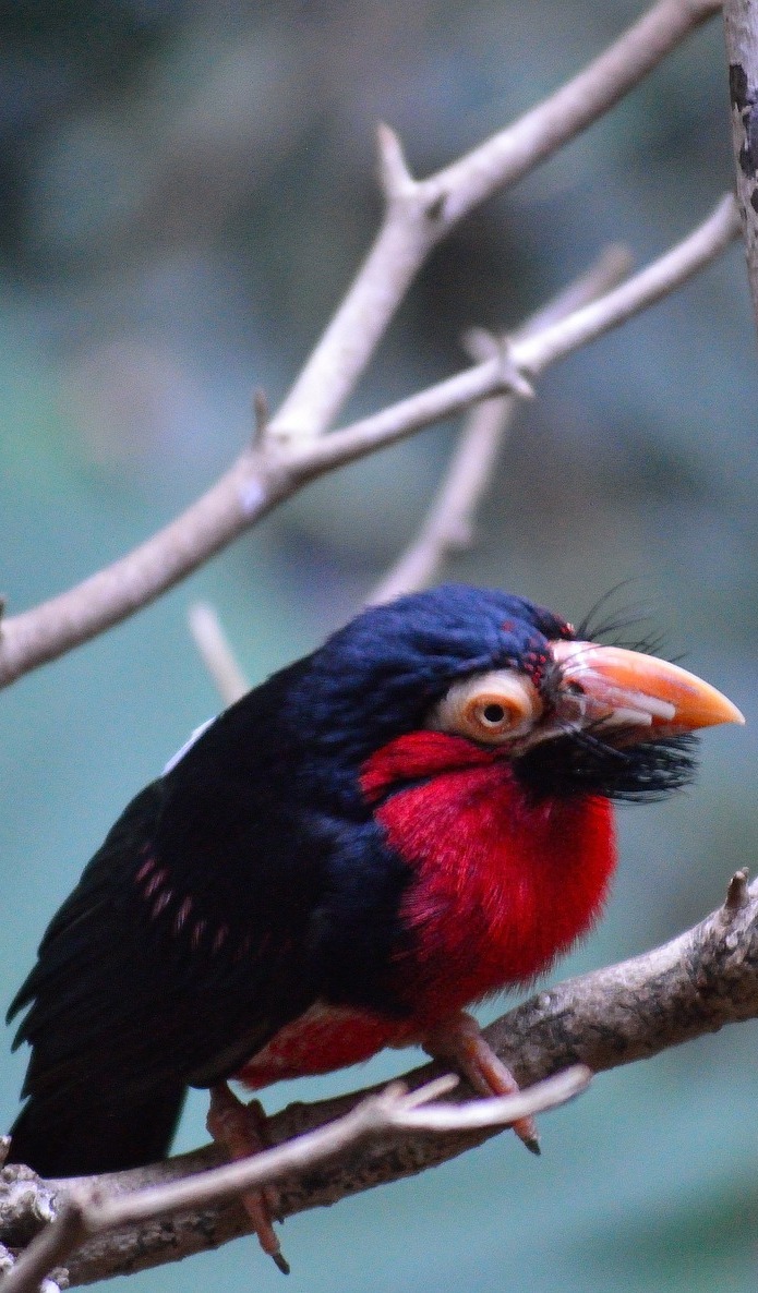 Bearded barbet-A bird with a beard.