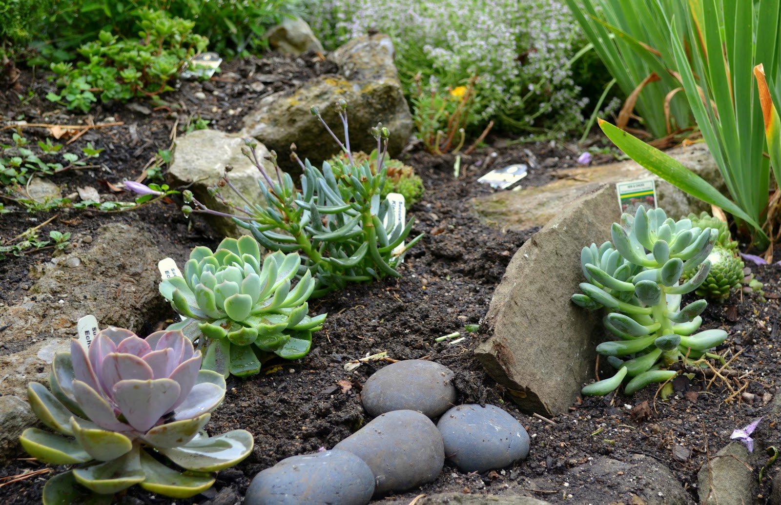 Rock Garden Plants