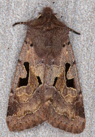 Hebrew Character, Orthosia gothica.  In my light trap in Crowborough on 11 March 2018.