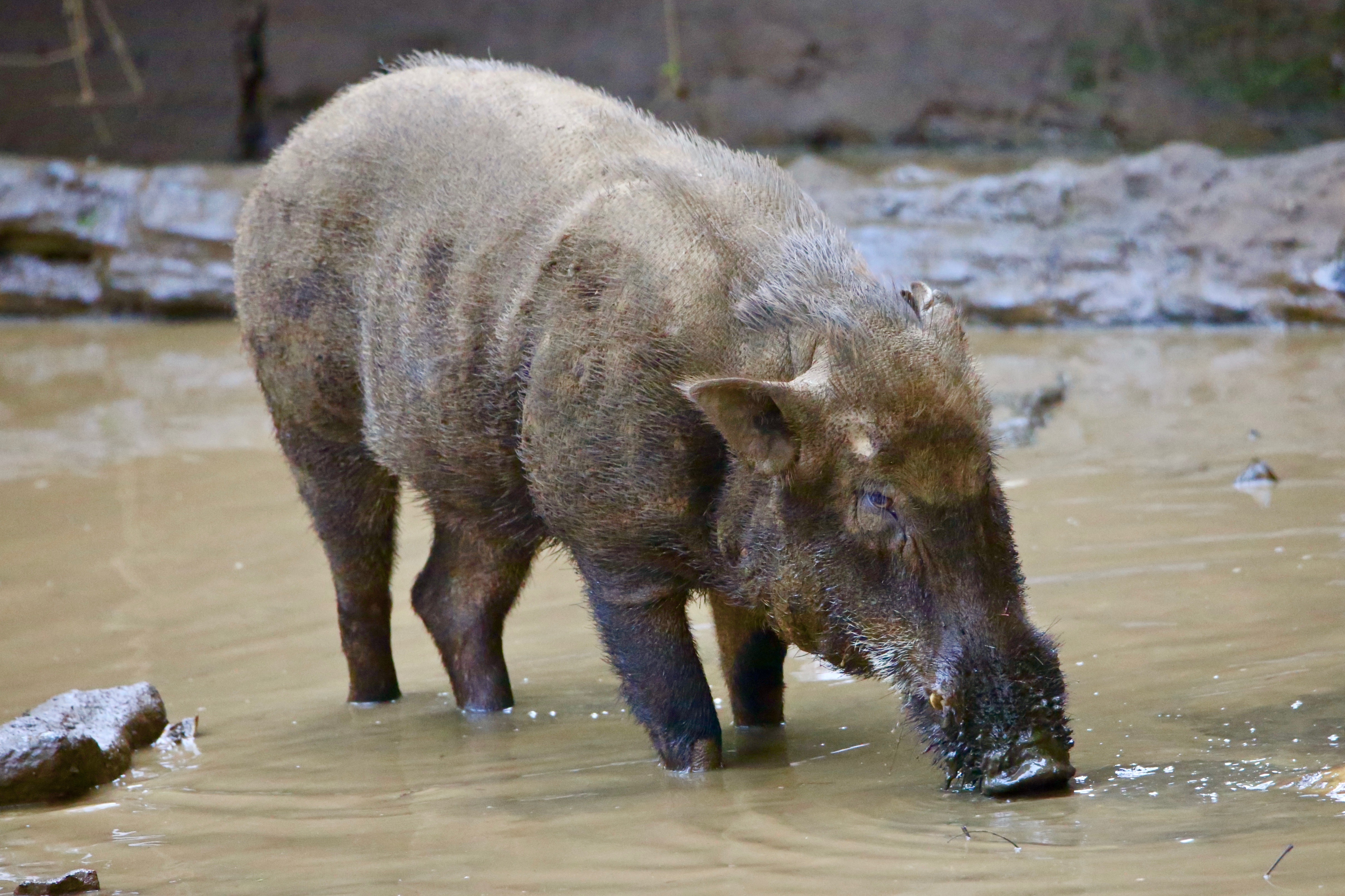 wild pigs, indian wild boars