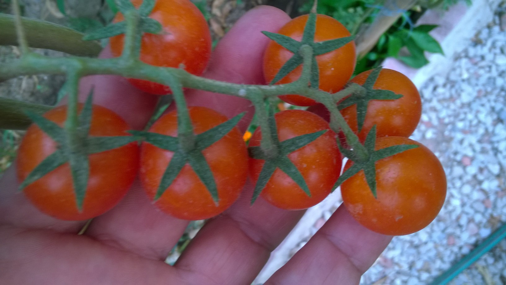 MY ORGANIC TOMATOES