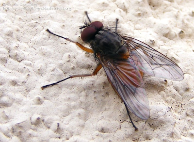 http://www.biodiversidadvirtual.org/insectarium/Phaonia-subventa-%28Harris-1780%29-img446227.html