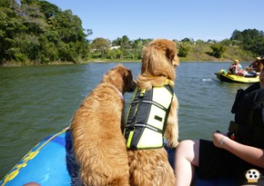 Pets 12 (171)