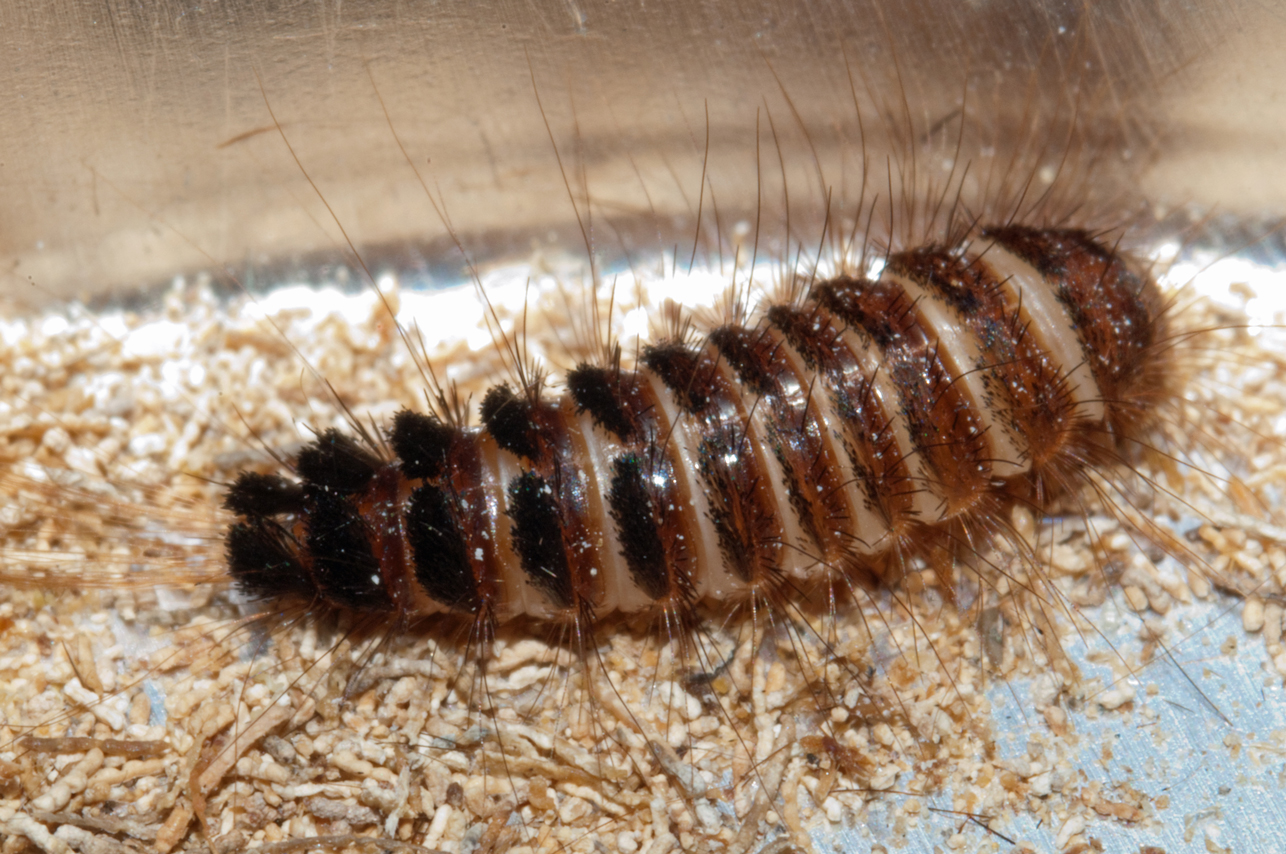 Carpet Beetle Larvae Carpet beetle larva -