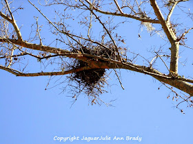 Drake Chinese Elm Tree Removal Jacksonville Florida