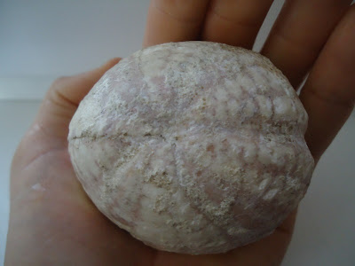 Fossil Sea Urchin / Echinoid