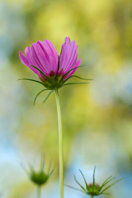 closeup flower photography