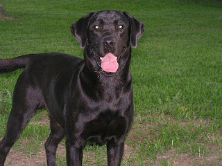 Raza de perro Labrador Retriever