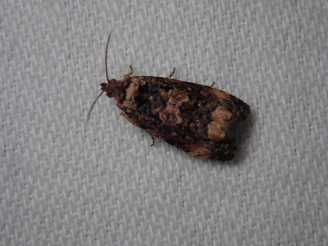 Endothenia sp