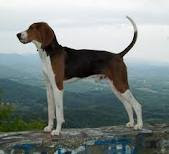 American English Coonhound Dog