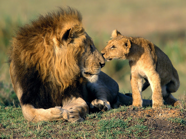 Leones, Mamíferos, Cazadores, Animales