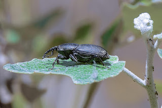 picudo-negro-del-agave-scyphophorus-acupunctatus-