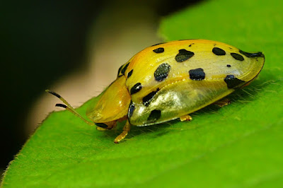 Tortoise Beetle, Cassidinae, mimicry