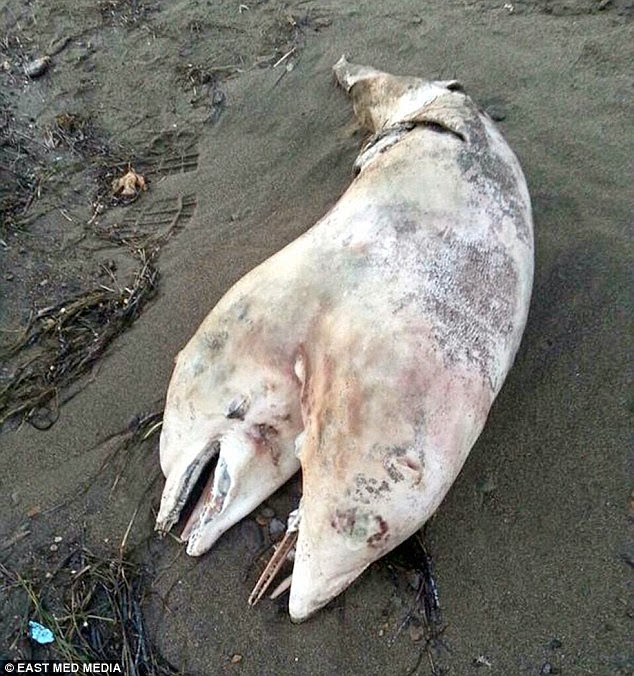 Dolphin with 2 heads washes up on beach in Turkey