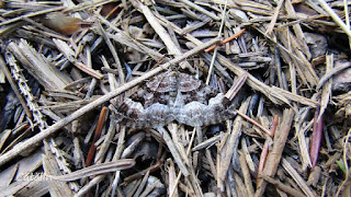 Epirrhoe alternata IMG4002