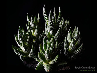 Haworthia coarctata