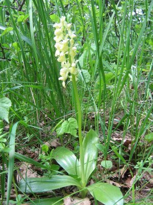 Orchis pallens, Pale Orchid, vstavač bledý