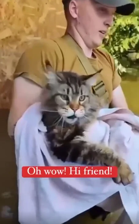 Maine Coon rescued from the flooding in the south of Ukraine due to the dam being blown up