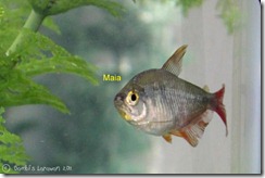 fish06
