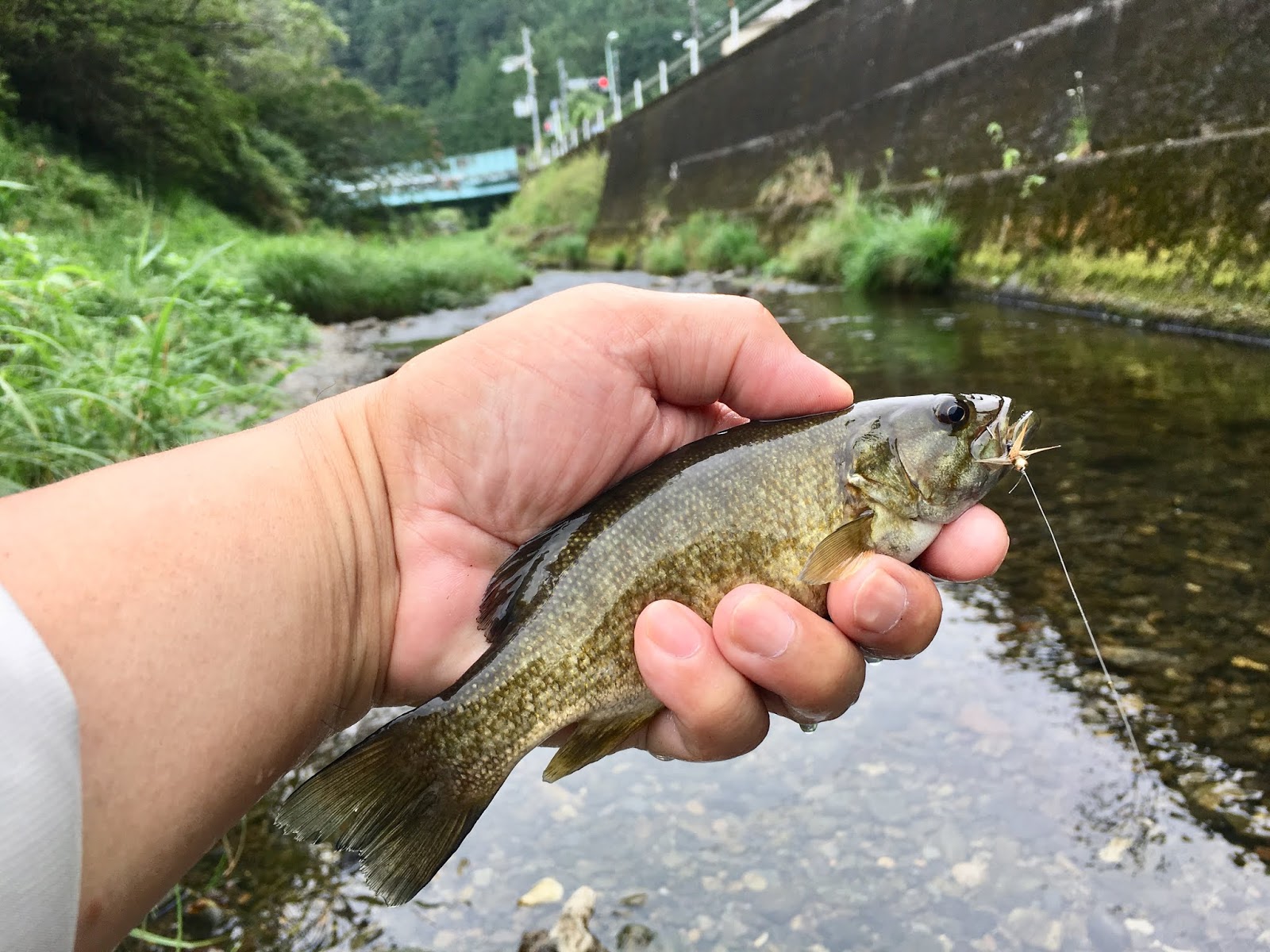 都下の成木川でバスを釣る テンカラと名栗川の釣り 里川専門のテンカラ釣り Tenkaratrain