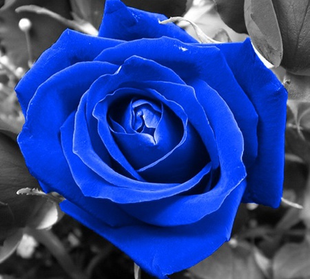 Bunga Biru Yang Sangat Cantik ~ RINDDIANY