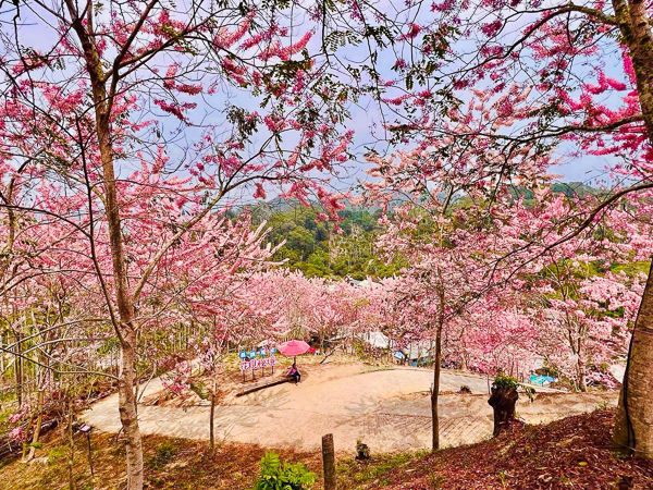 嘉義竹崎阿拉伯的粉紅村花旗木秘境，近400棵泰國櫻花免費入園