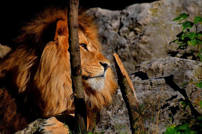 Afrikas Tierwelt, Afrika se wildlewe, Kafshë të egra të Afrikës, Afrikanın vəhşi təbiəti, Afrikako fauna, Afrike divljači, Africa's wildlife, Aafrika metsloomi